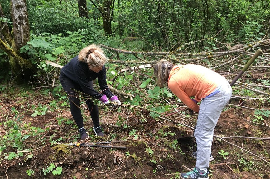 Bridal Veil Falls State Park Invasive Plant Removal, OR